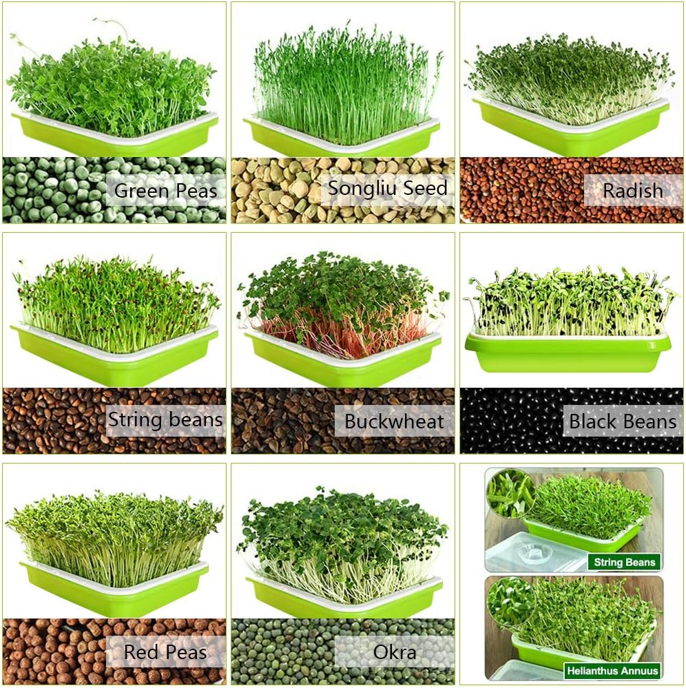 2-Pack Seed Sprouter Trays with Lids BPA-Free view 3