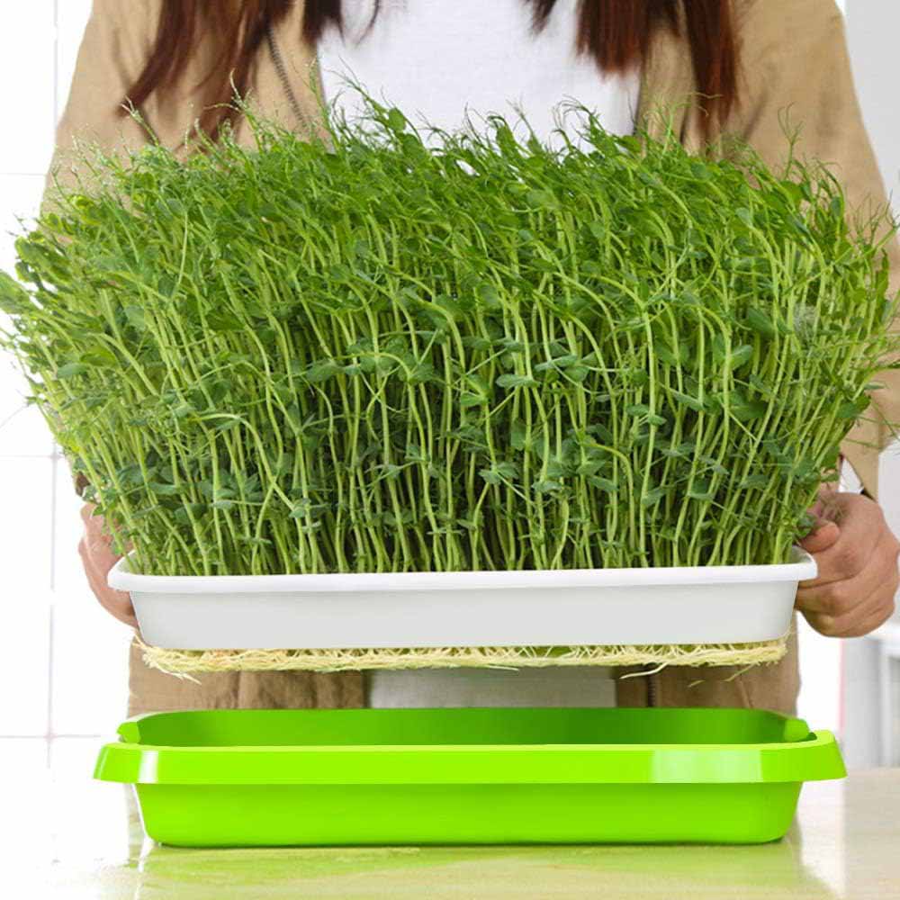 2-Pack Seed Sprouter Trays with Lids BPA-Free view 5