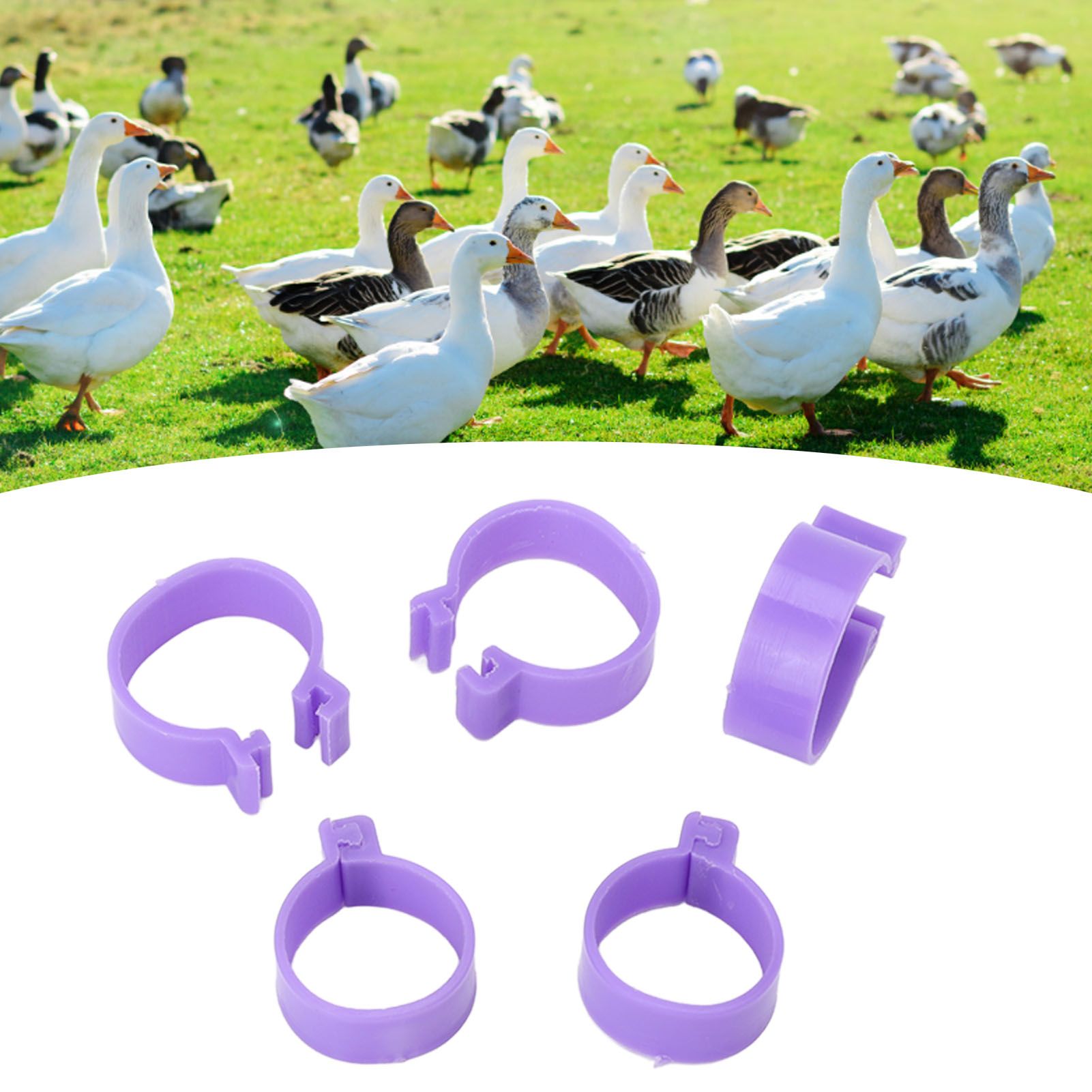 100 PCS Chicken Foot Ring Duck Hen Goose Legs Rings Clip Poultry Foot Ring view 10