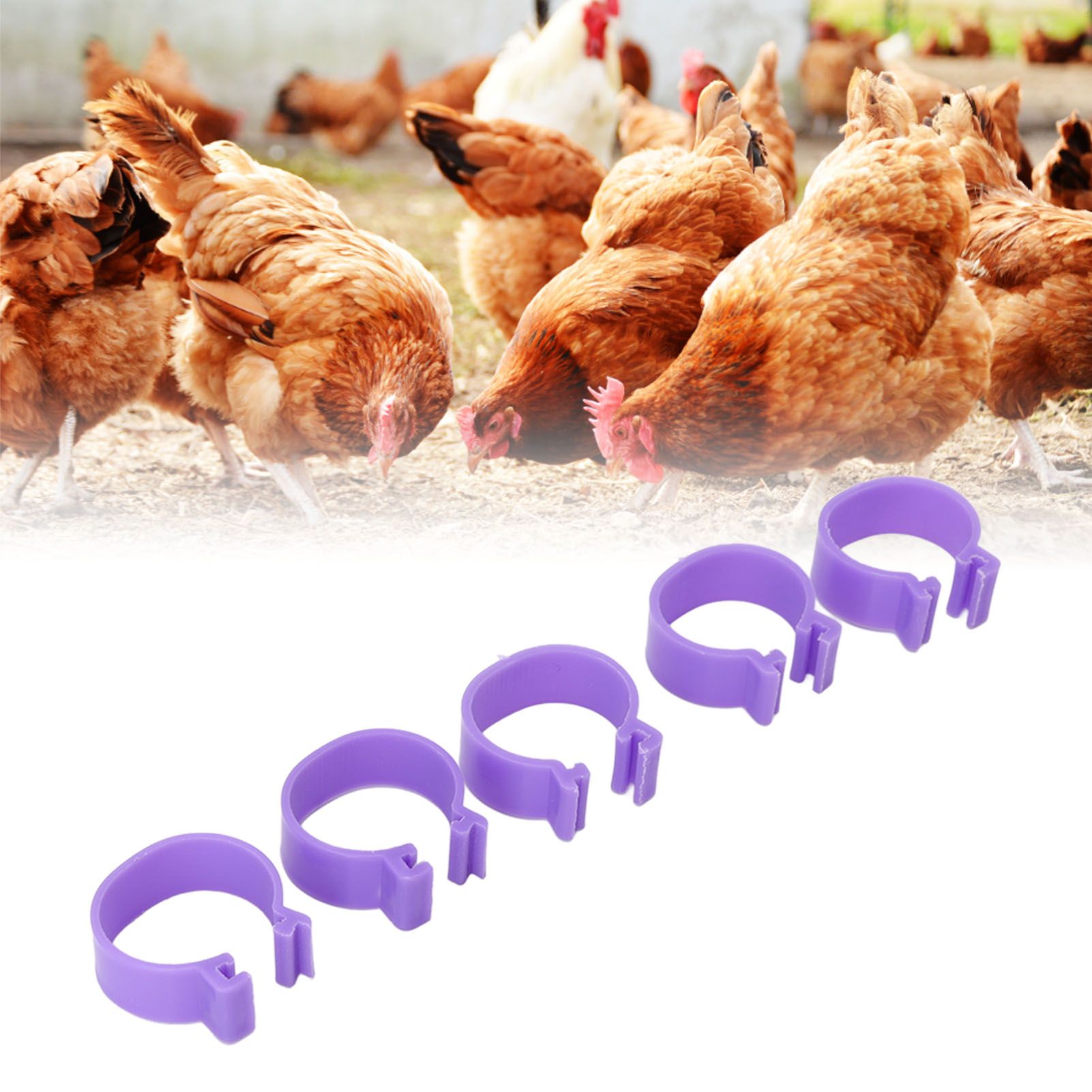 100 PCS Chicken Foot Ring Duck Hen Goose Legs Rings Clip Poultry Foot Ring view 12