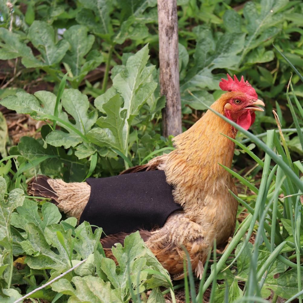 Canvas Chicken Apron Hen Saddle Vest Hen Duck Wing Protection Chicken Jackets view 6