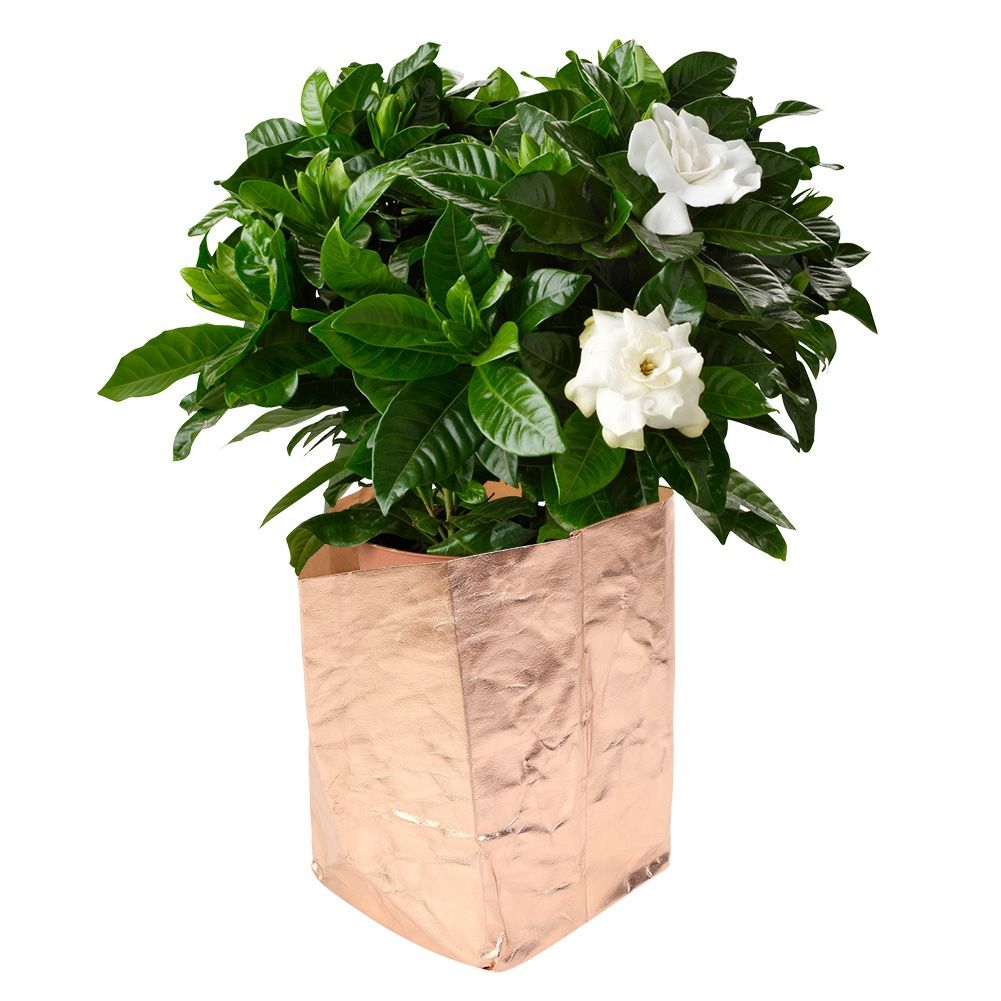 Kraft Paper Washable Reusable Planting Bag Plant Growing Bags for Garden view 10