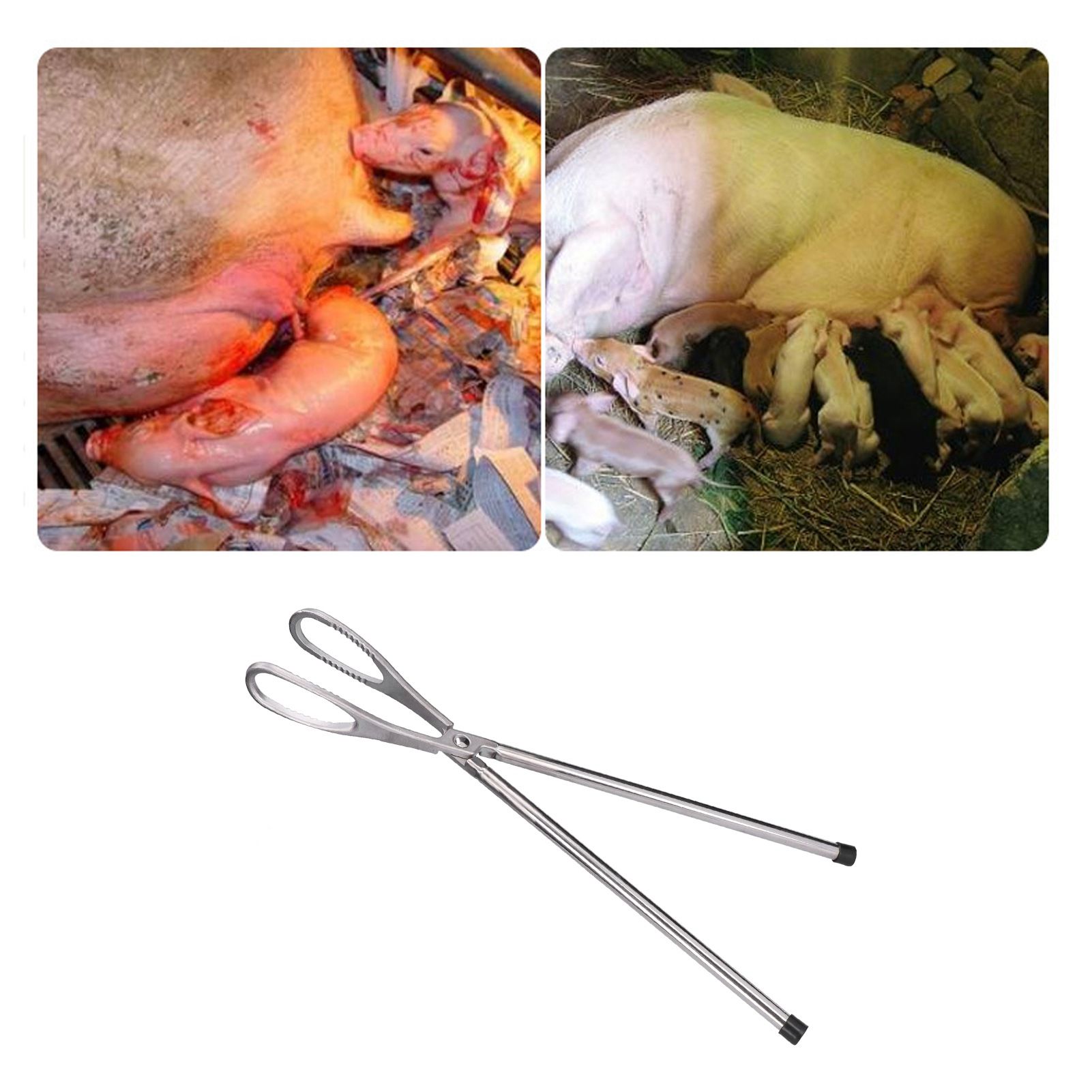 Stainless Steel Farrowing Auxiliary Forceps Pig Birth Forceps Pliers Farming view 12