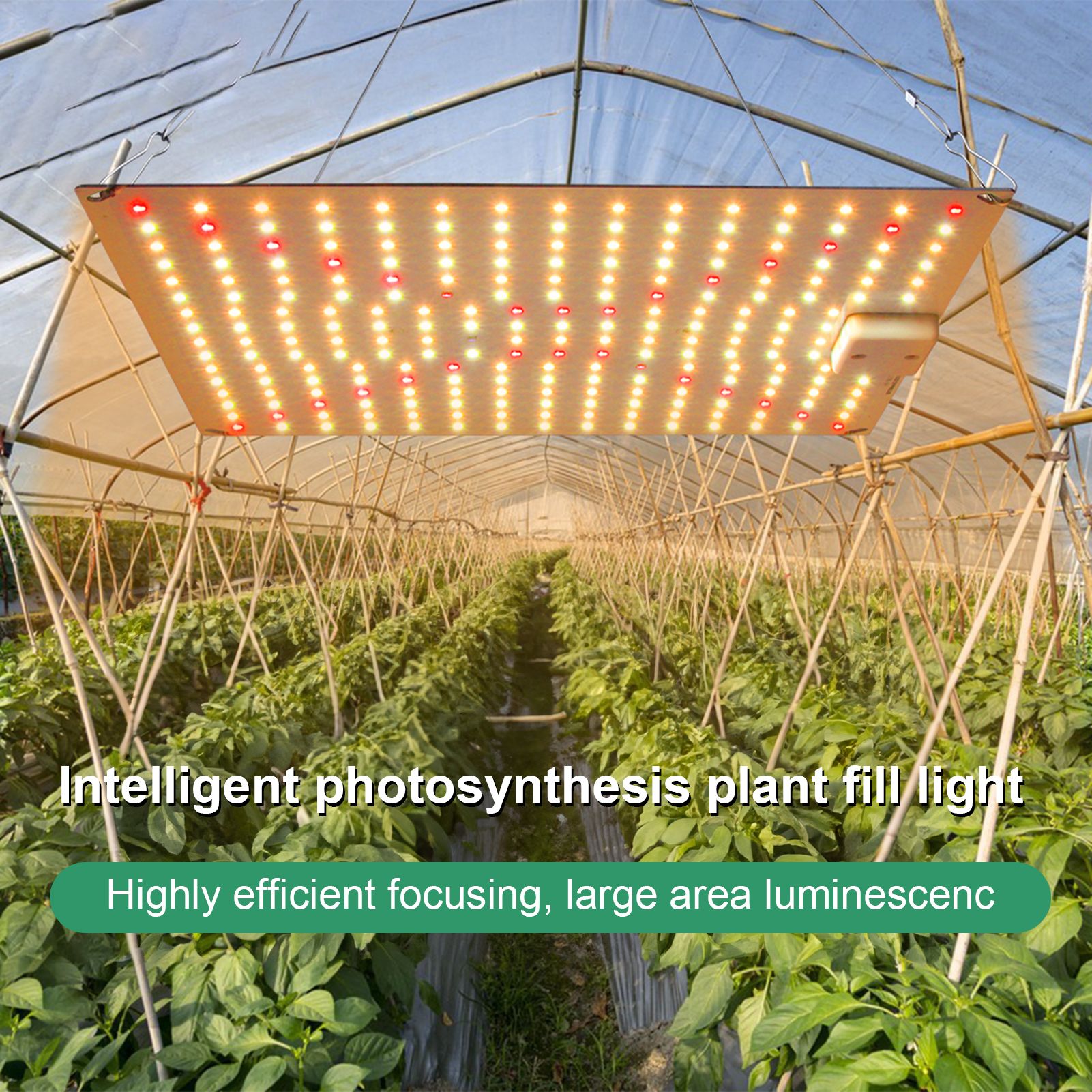 Plant Lamp LED Succulent Fill Light 50W Full Spectrum Plant Grow Light Quantum view 9