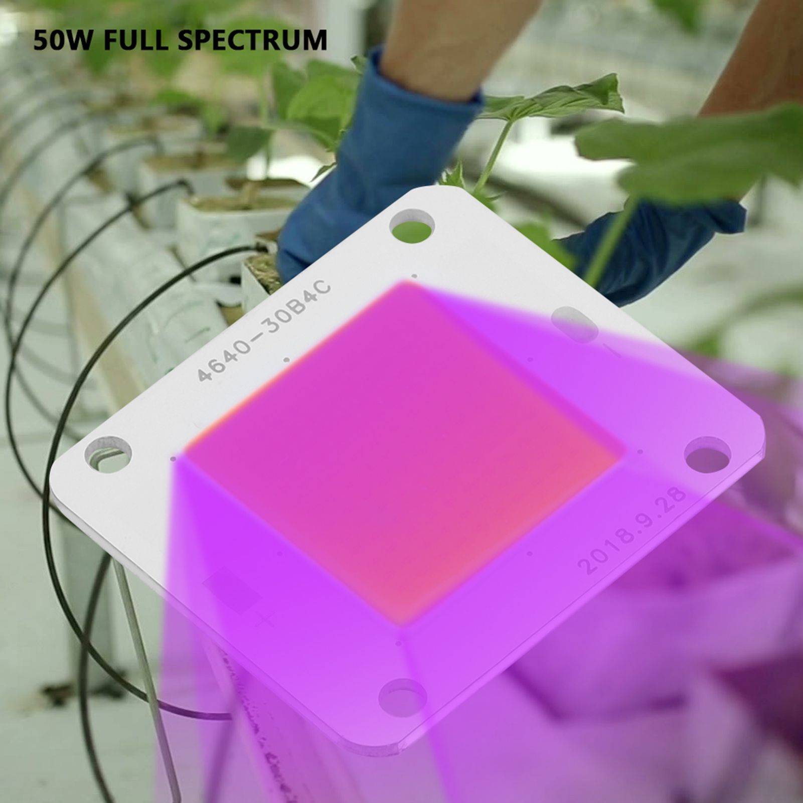 DC12V 50W COB LED Chip Full Spectrum Plant Grow Lamp Light Source view 5