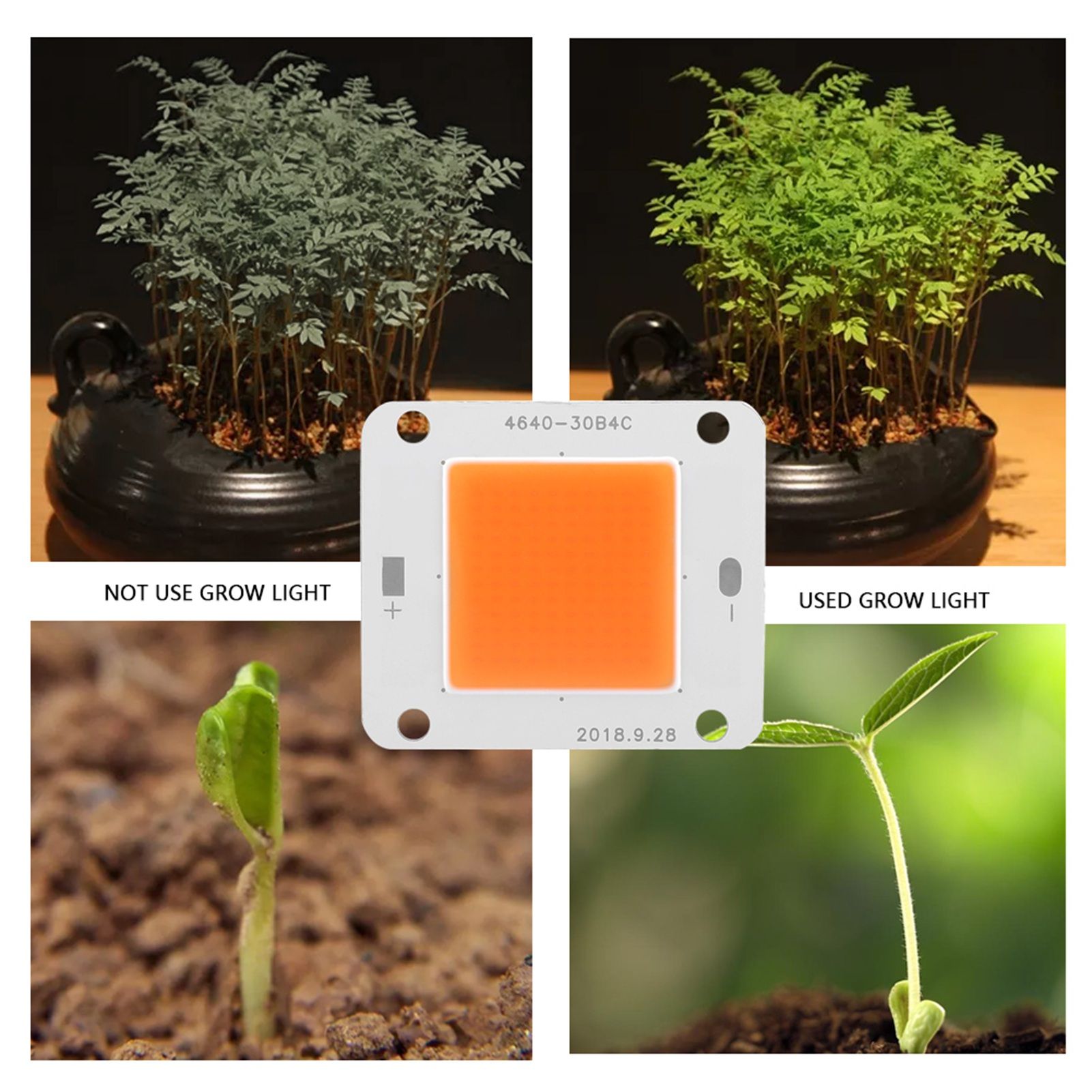DC12V 50W COB LED Chip Full Spectrum Plant Grow Lamp Light Source view 8