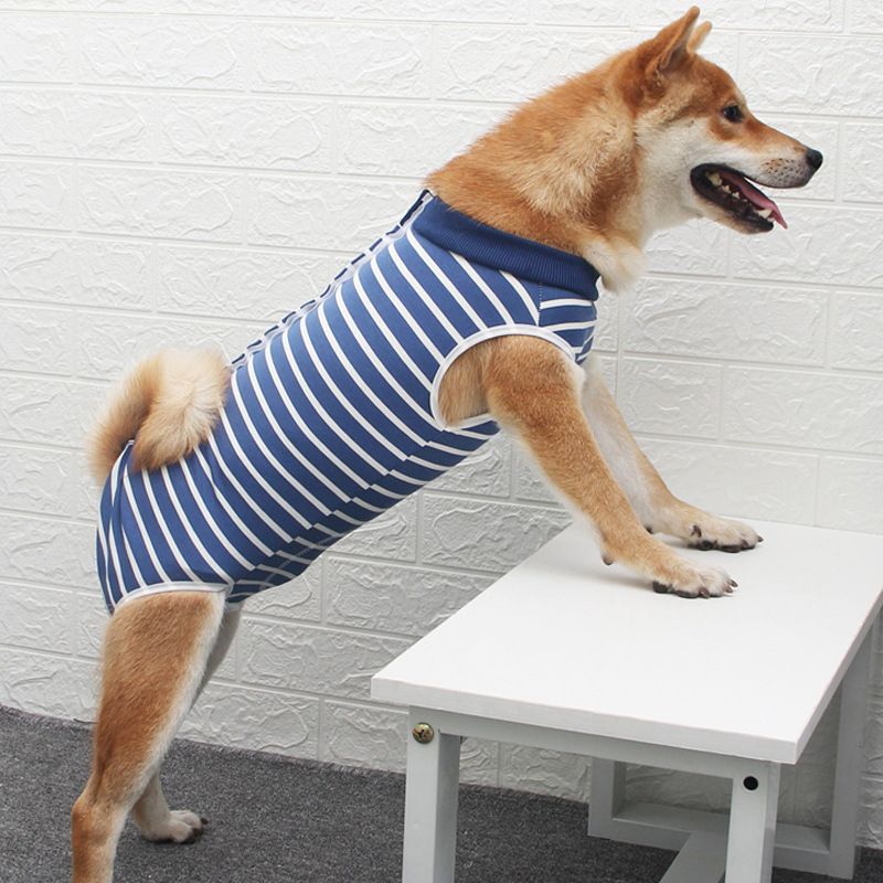 Ada Dog Post Surgery Recovery Clothing Striped Stripes XXL