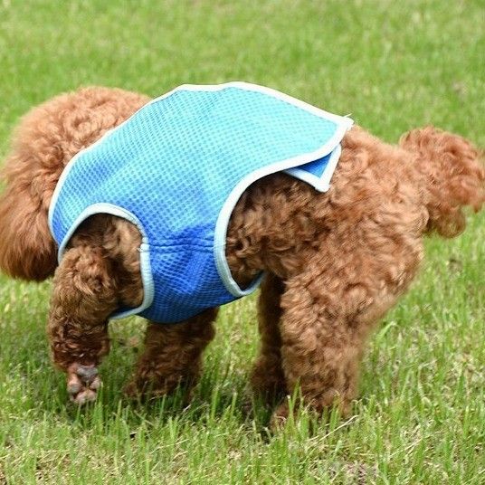 Pet Cooling Vest Summer Dog Cat No. L view 2