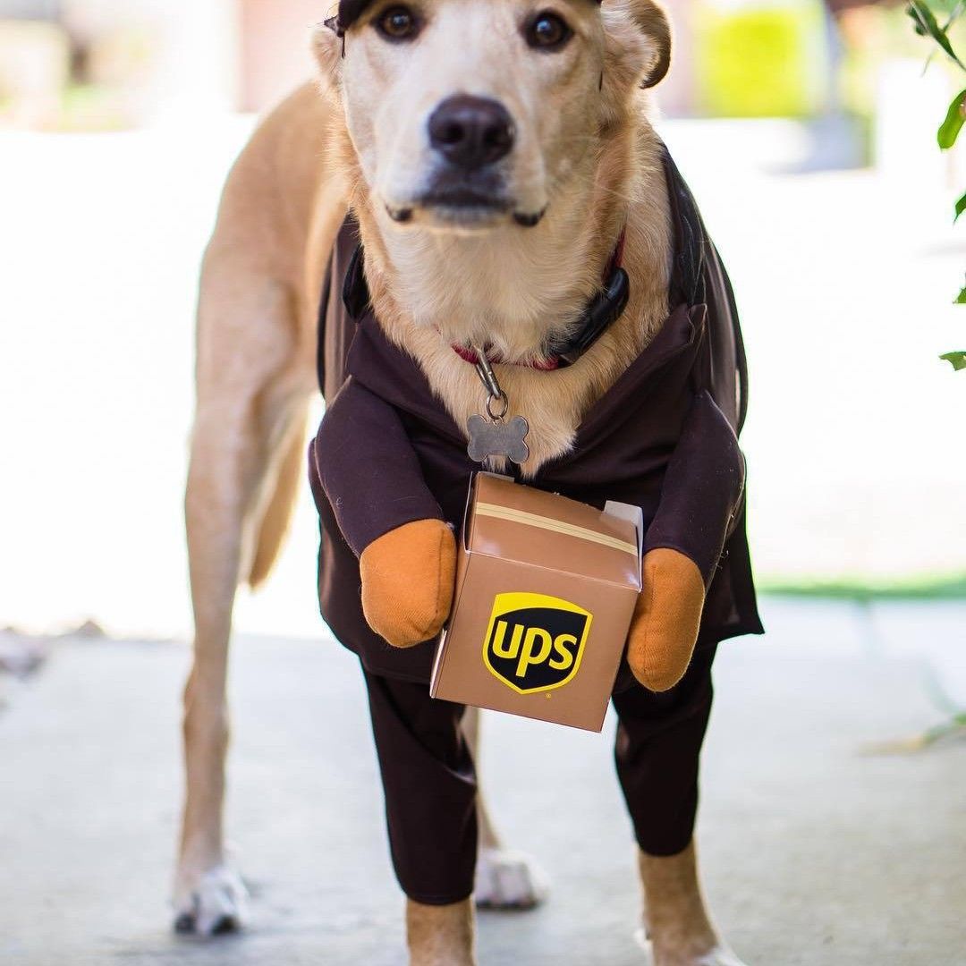 Pet Dog Clothes Transformation Outfit Brown UPS Express Brown UPS L view 3
