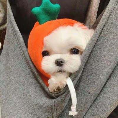 Pet Sweatshirt Beautiful Pet Polyester Fleece Autumn Banana Sweatshirt M view 3