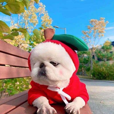 Pet Sweatshirt Beautiful Pet Polyester Fleece Autumn Radish M view 5