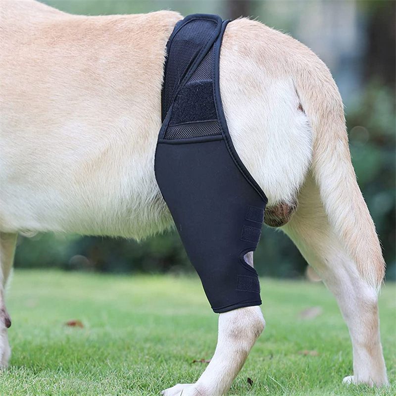 Dog Leg Brace Support Knee Pad Black M view 5