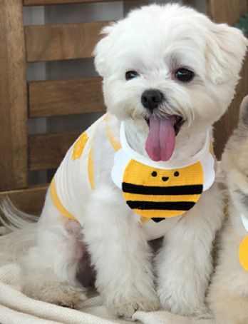 Pet Scarf Wool Lace Up Cat Dog Tape saliva towel-yellow bee M (lace neck