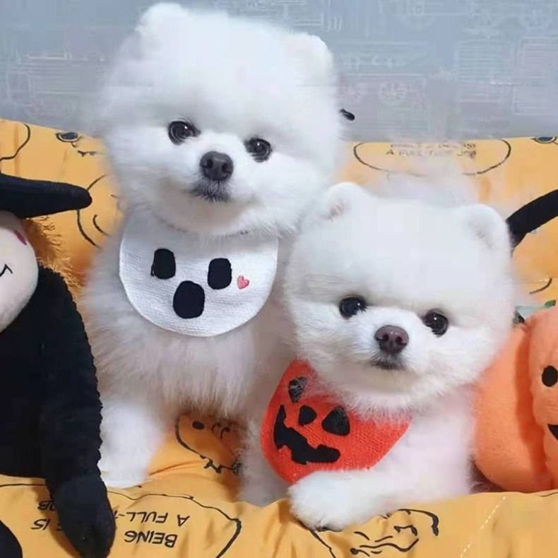 Pet Bandana Dog Cat Halloween Pumpkin Cartoon White Phantom Bib M (for pets up view 2