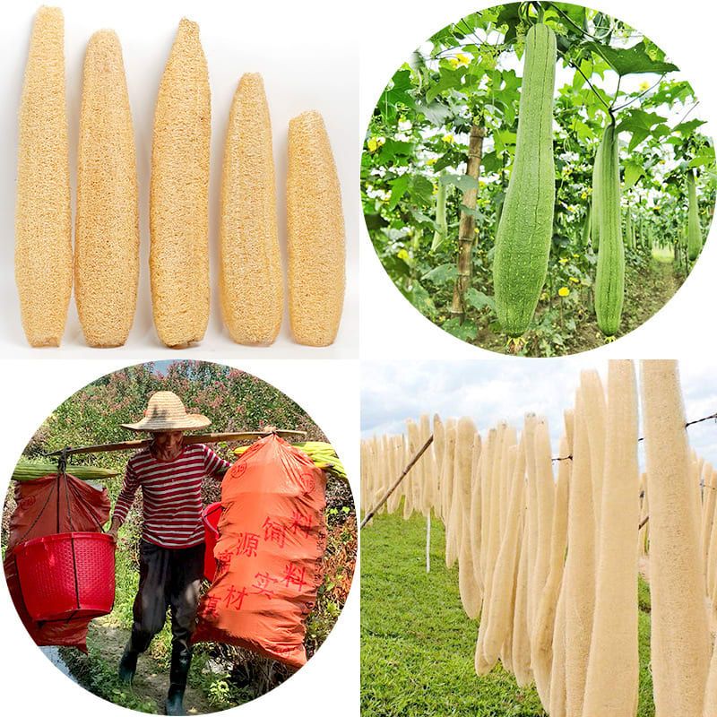 Natural Long Loofah Sponge for Kitchen Cleaning view 9