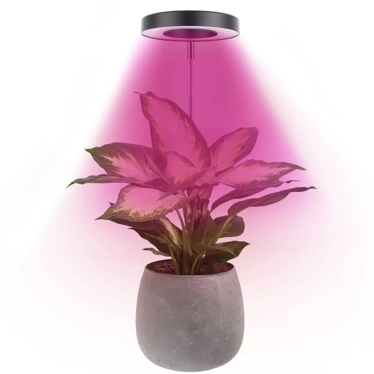 Angel Halo Ring LED Plant Grow Light view 13