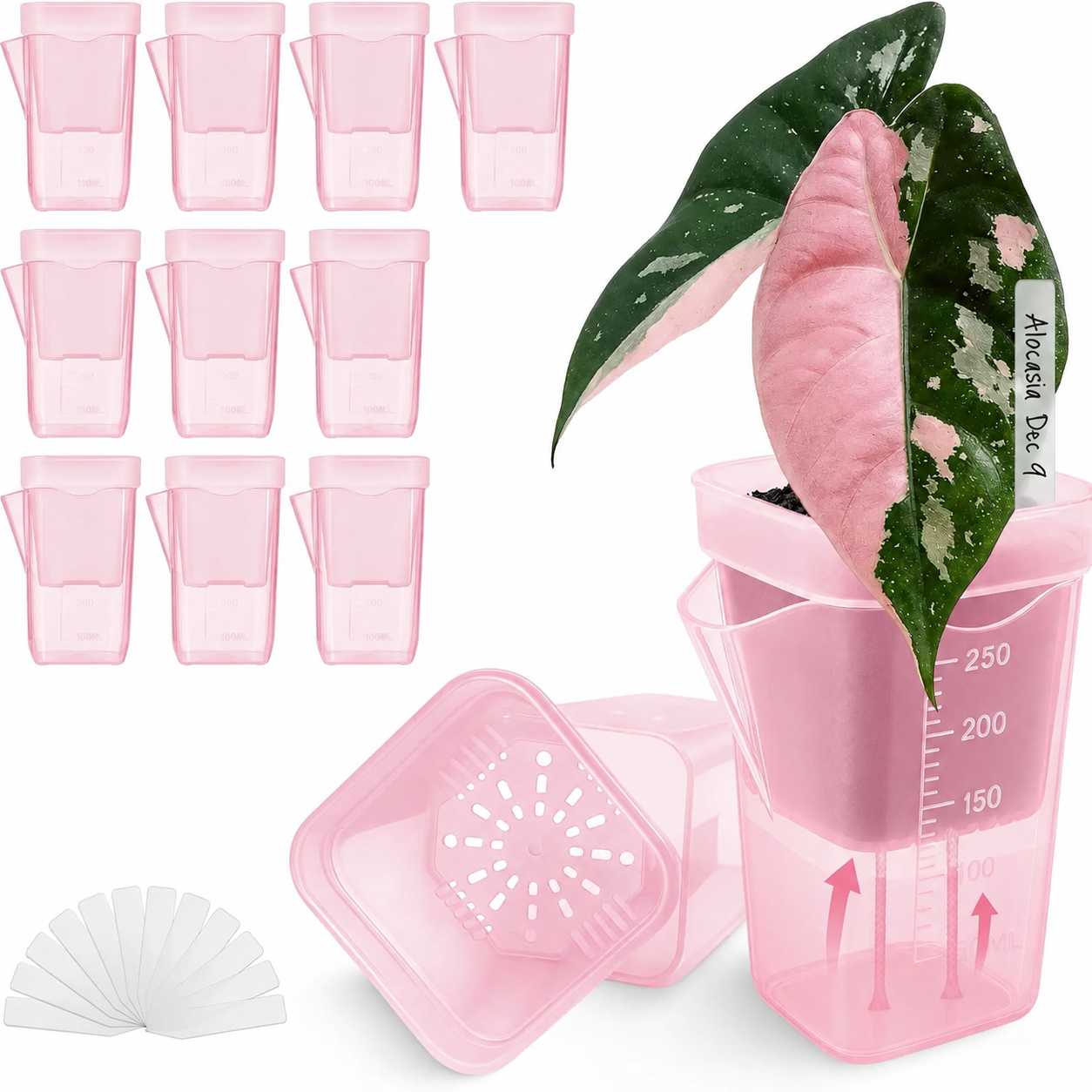 Semi-Transparent Pink Square Self-Watering Propagation Pot for Desktop Succulents — image 1