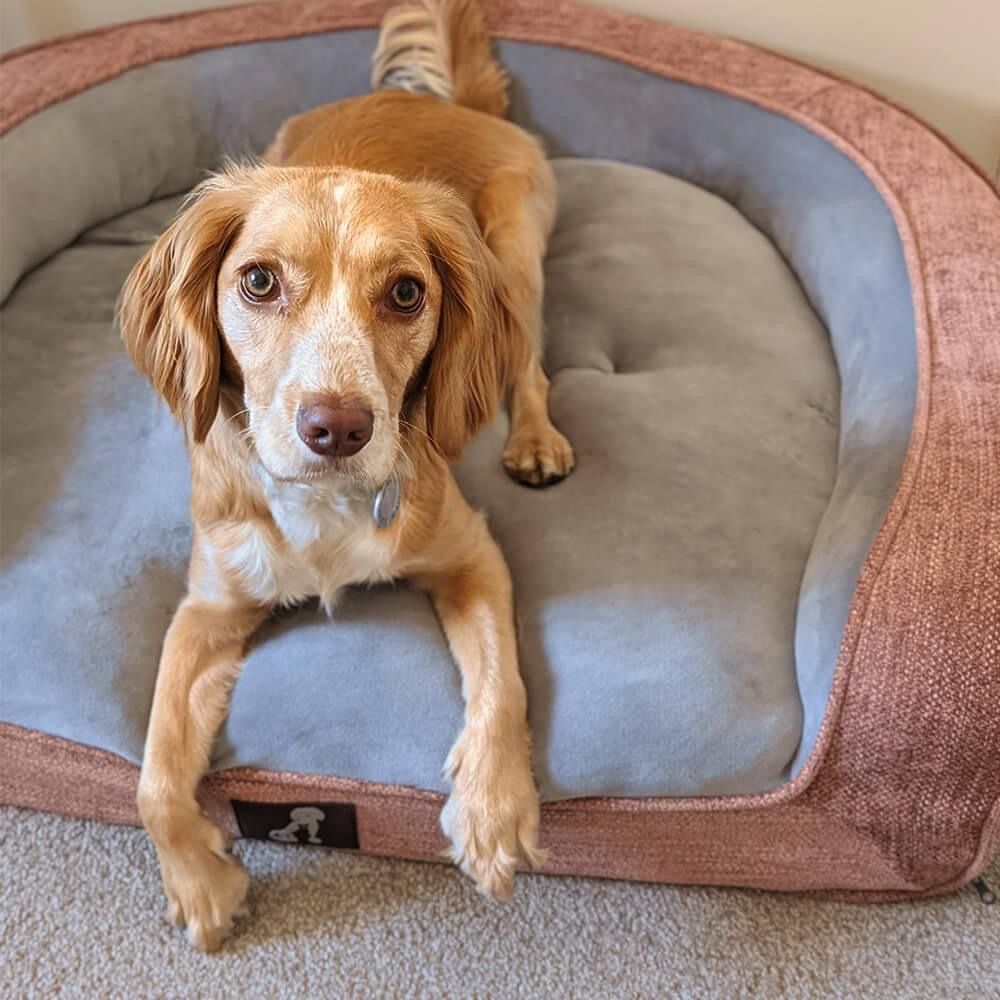 Plush Orthopedic Pet Sofa Bed with Bolstered Edges – Ultra-Soft Sponge Filled view 5
