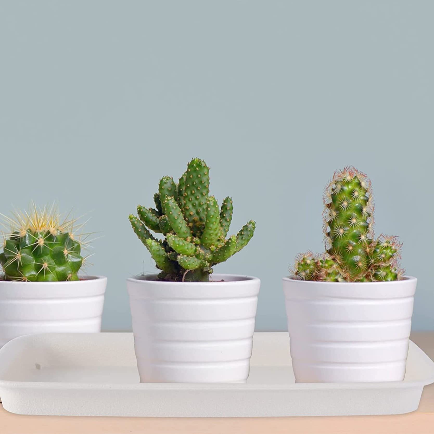 Plastic Plant Pot Rectangle Heavy Duty Large Flowerpot Tray Resin Plant Drip view 4