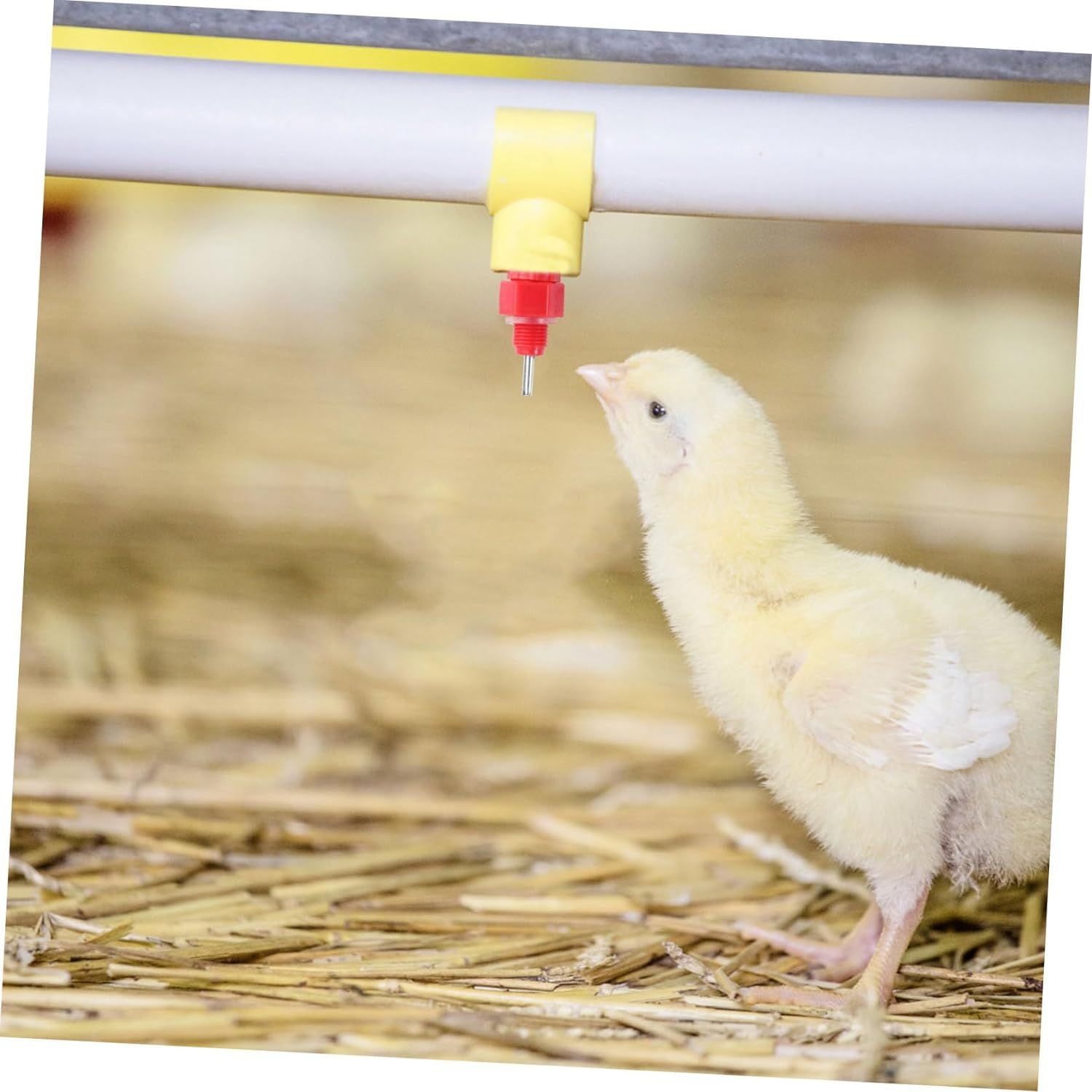 30 Pack Automatic Chicken Waterer Poultry Water Nipple Drinker Feeders Hen view 4