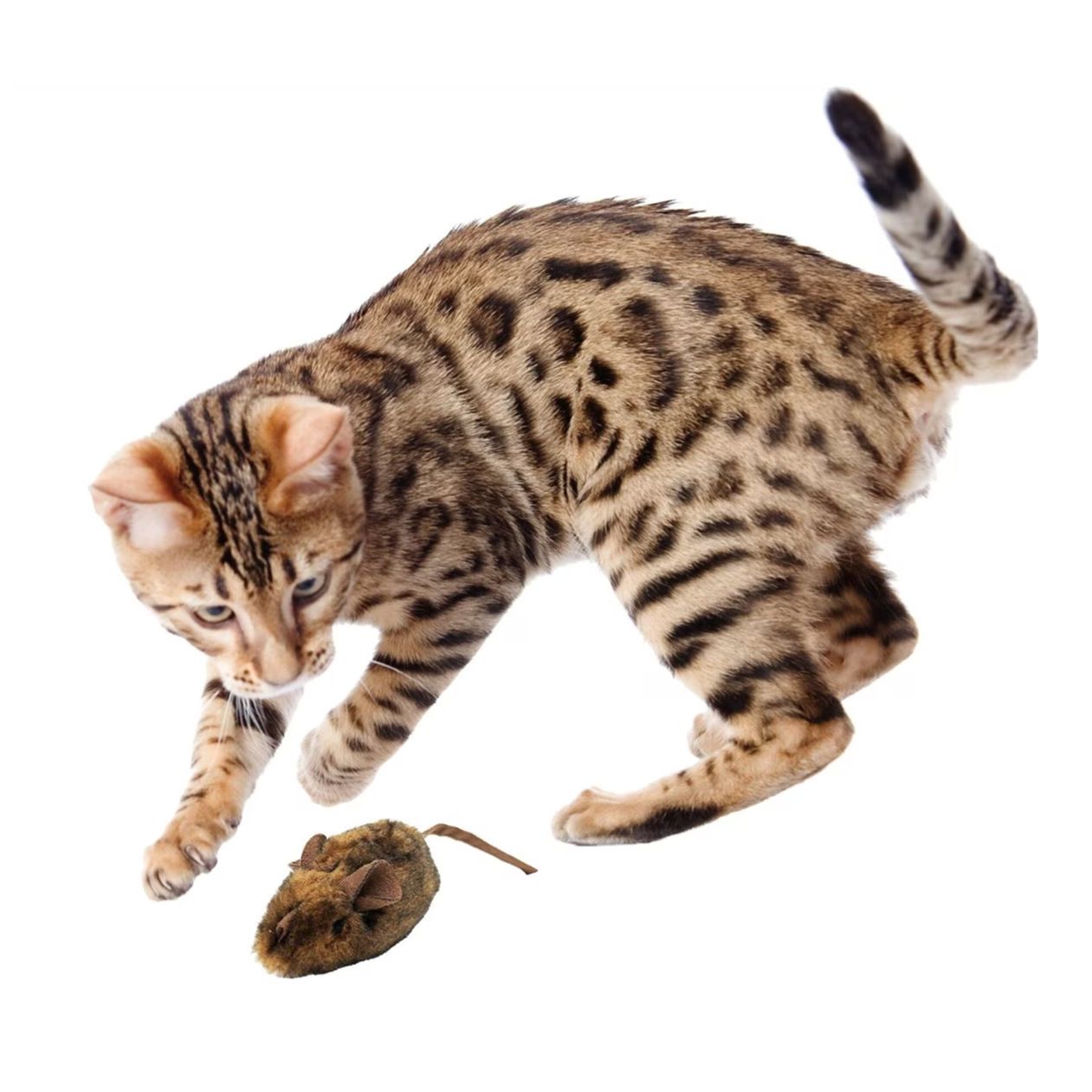 Mouse Hunter Cat Toy (Interactive Cat Toy & Catnip Toy with Real Mouse view 3