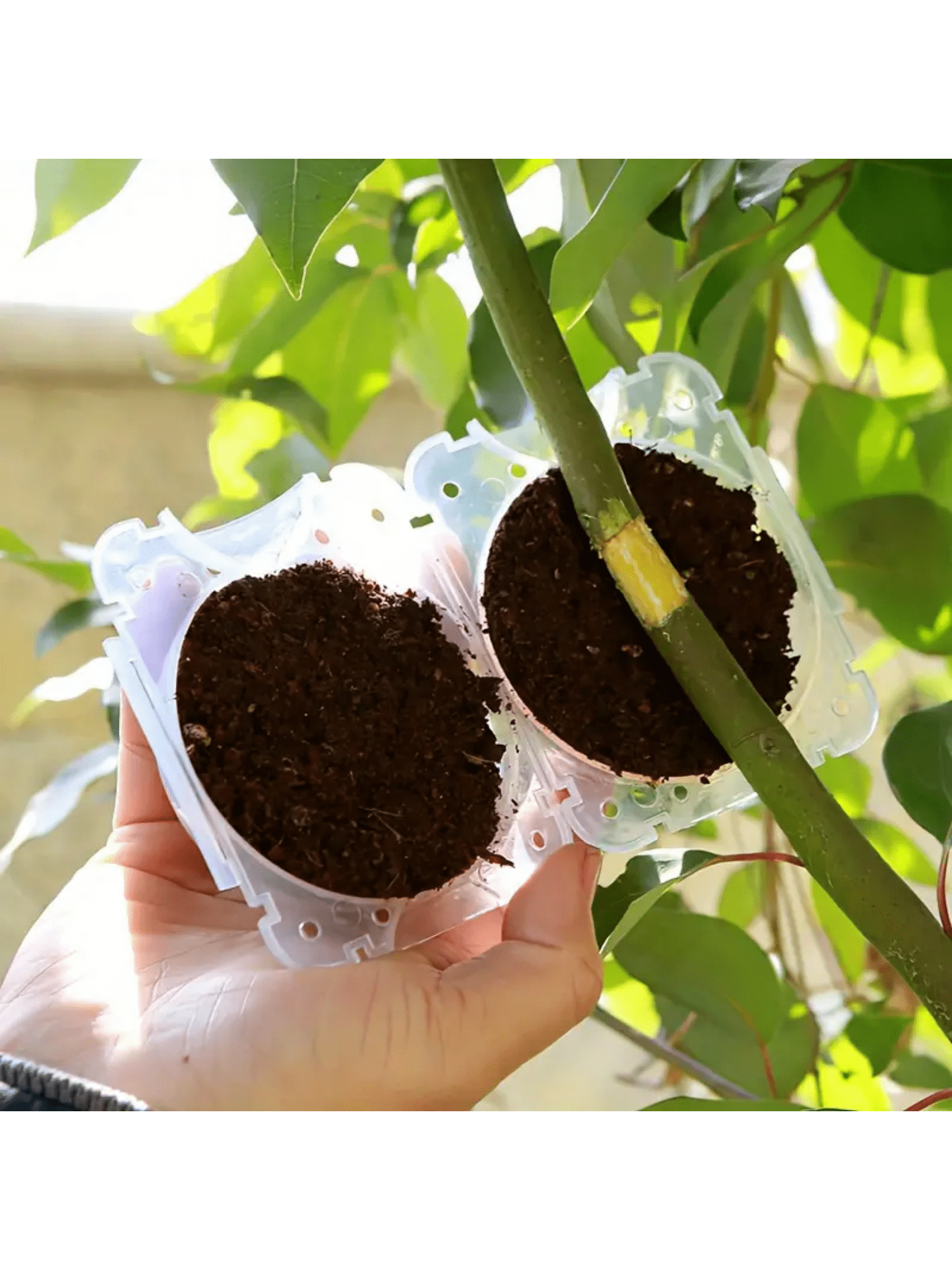 5Pcs Plant Root Growing Box Propagation Ball Reusable Grafting Device Garden
