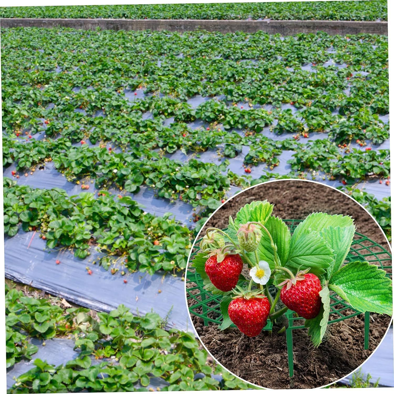 6 Pack Strawberry Growing Stand Strawberry Fruit Protection Support Stand