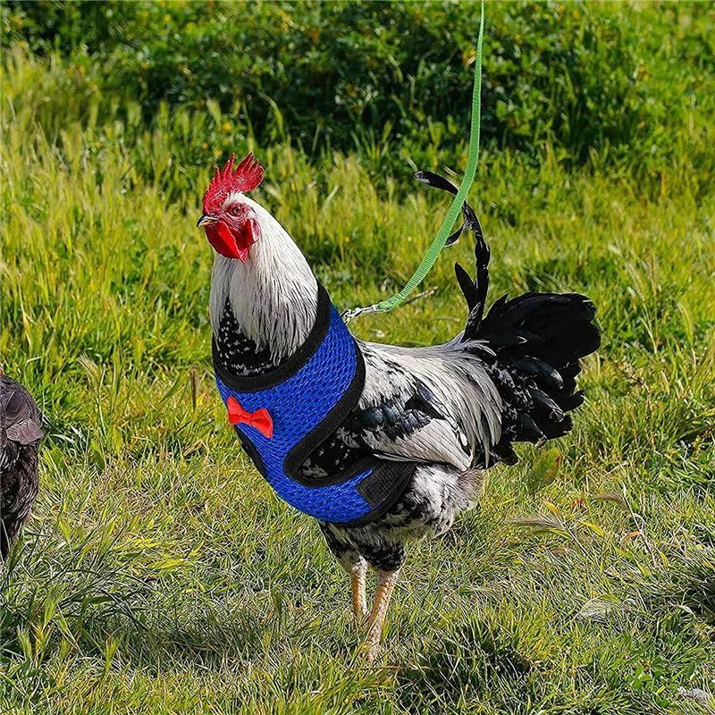 Chicken Harness with Leash view 5
