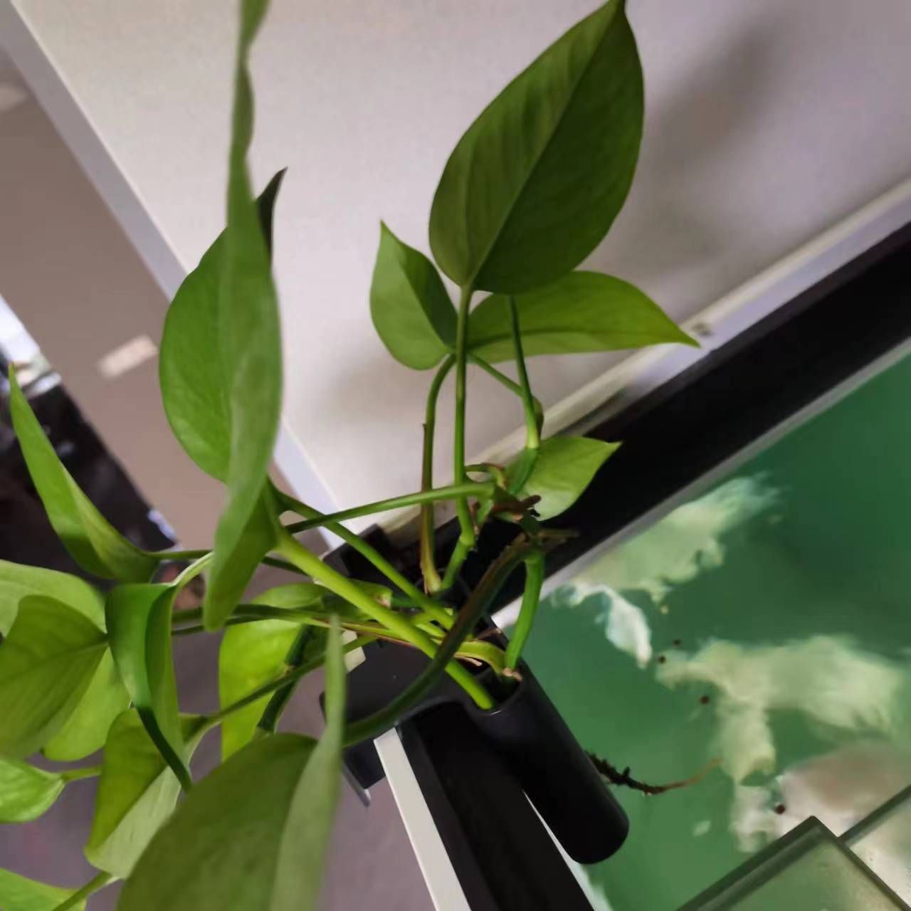 Fish Tank Plant Holder, Aquarium Plant Holder 2Pcs Fish Tank Decorations for view 5