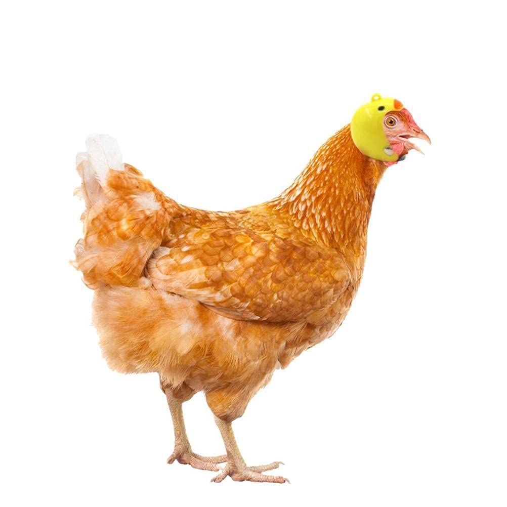 4 Pcs- Chicken Helmet Plastic Bird Head Protection Cap Chick Pecking Helmet view 2