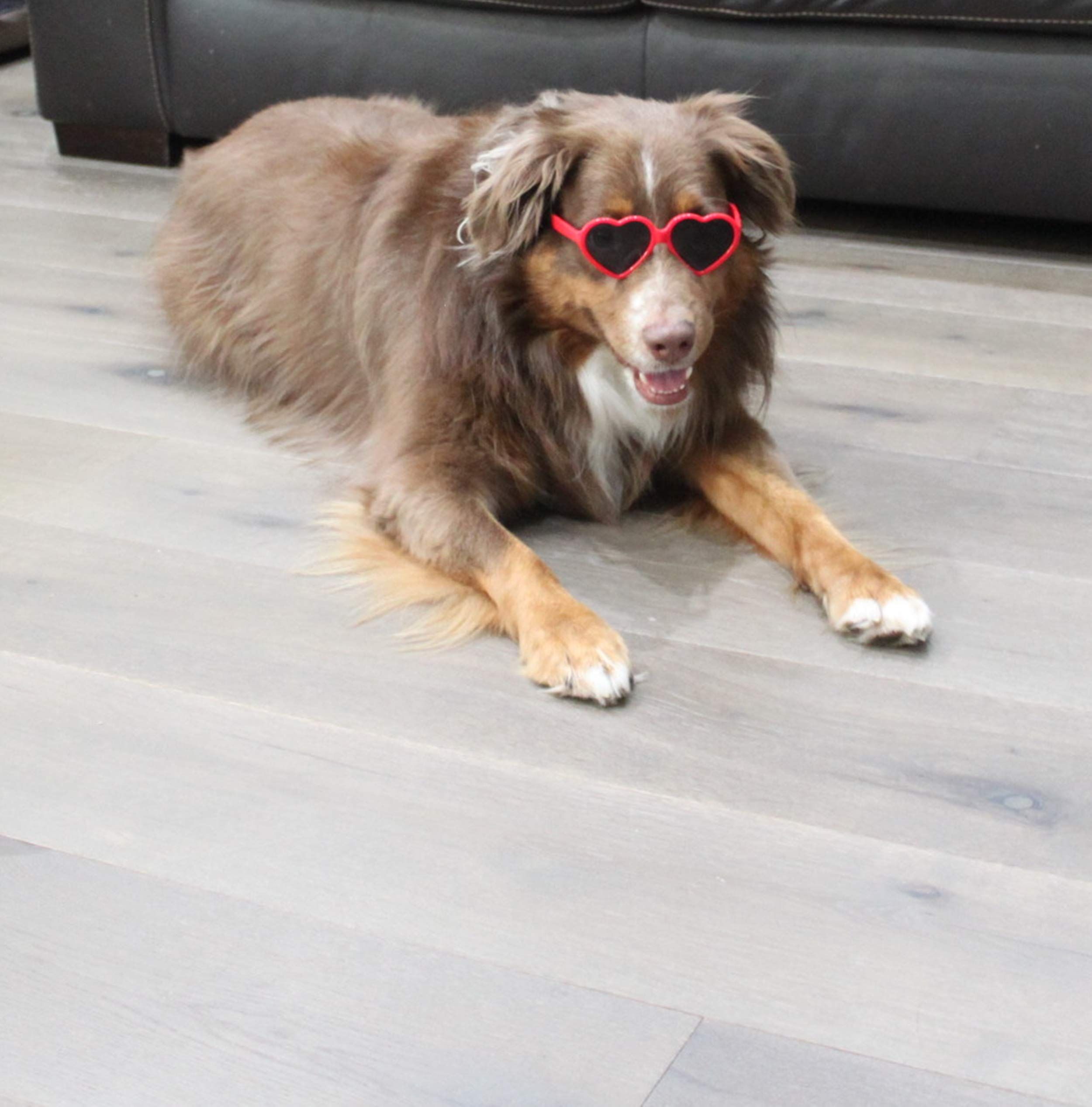 Dog Small Breed up to 15lbs Puppy Cat Pet Heart Tiny Sunglasses Photos Props view 2