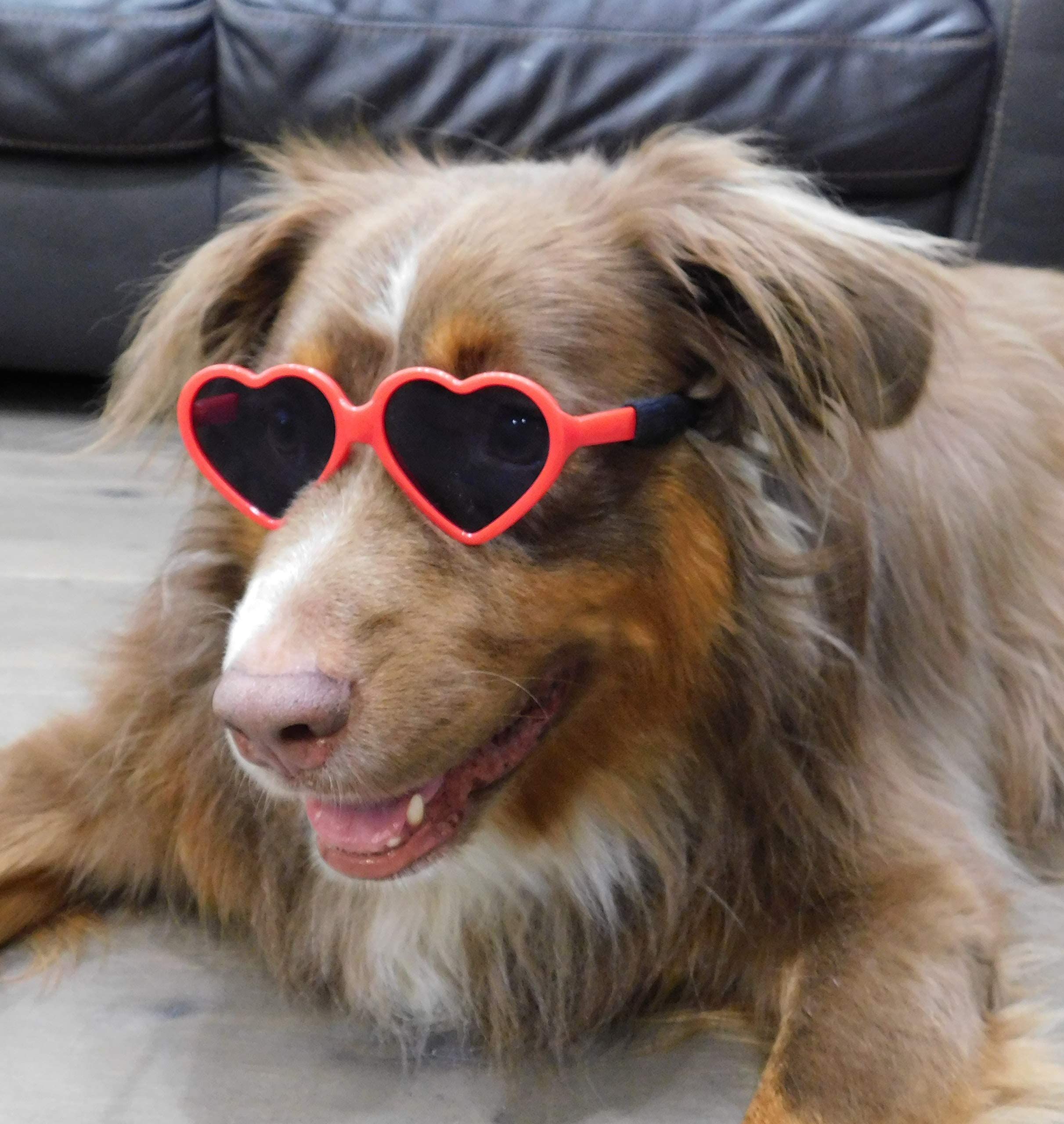 Dog Small Breed up to 15lbs Puppy Cat Pet Heart Tiny Sunglasses Photos Props view 3