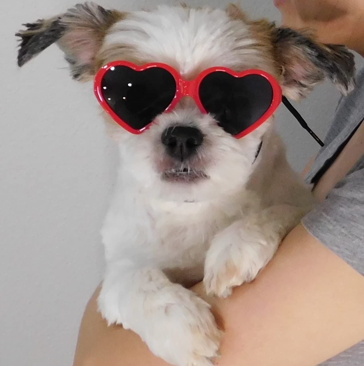 Dog Small Breed up to 15lbs Puppy Cat Pet Heart Tiny Sunglasses Photos Props view 4