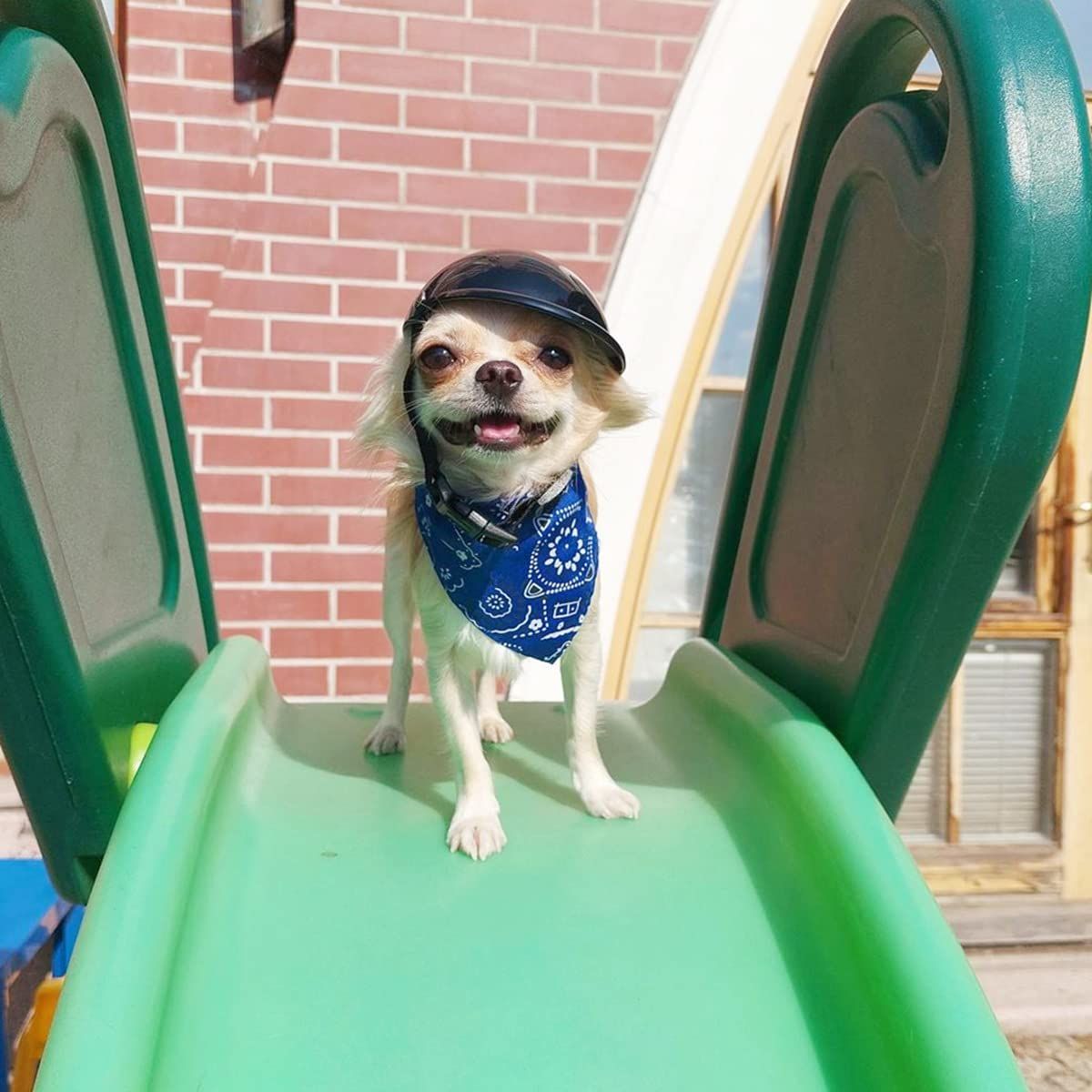 Small Pet Dog Helmet Cat Helmet Motorcycle Pet Hard Hat Outdoor Bike Pet Cap view 2