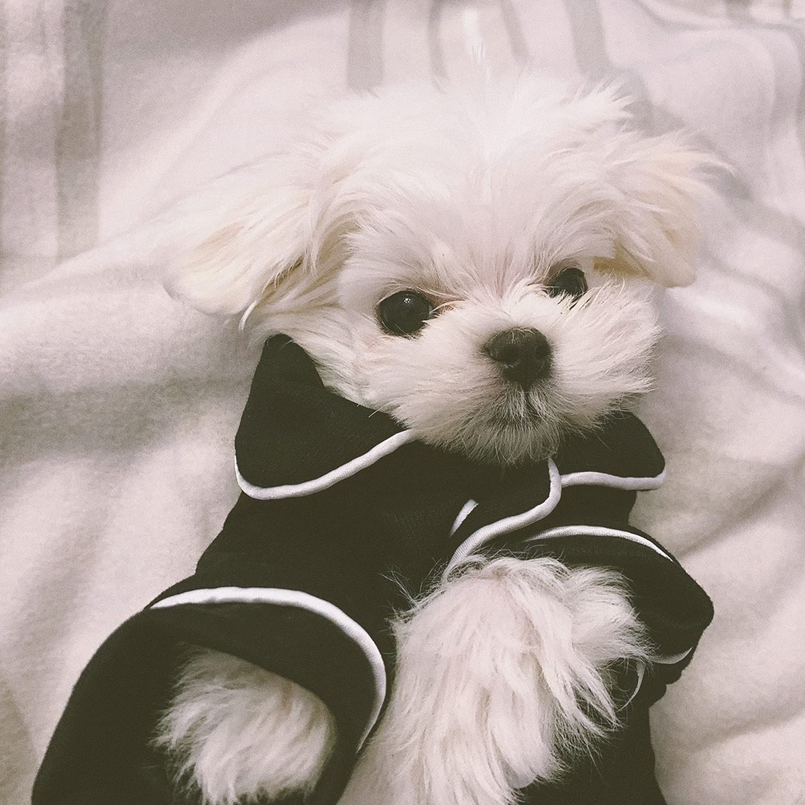 Baby black Dog Pajamas for Girl Small Medium Dogs view 5