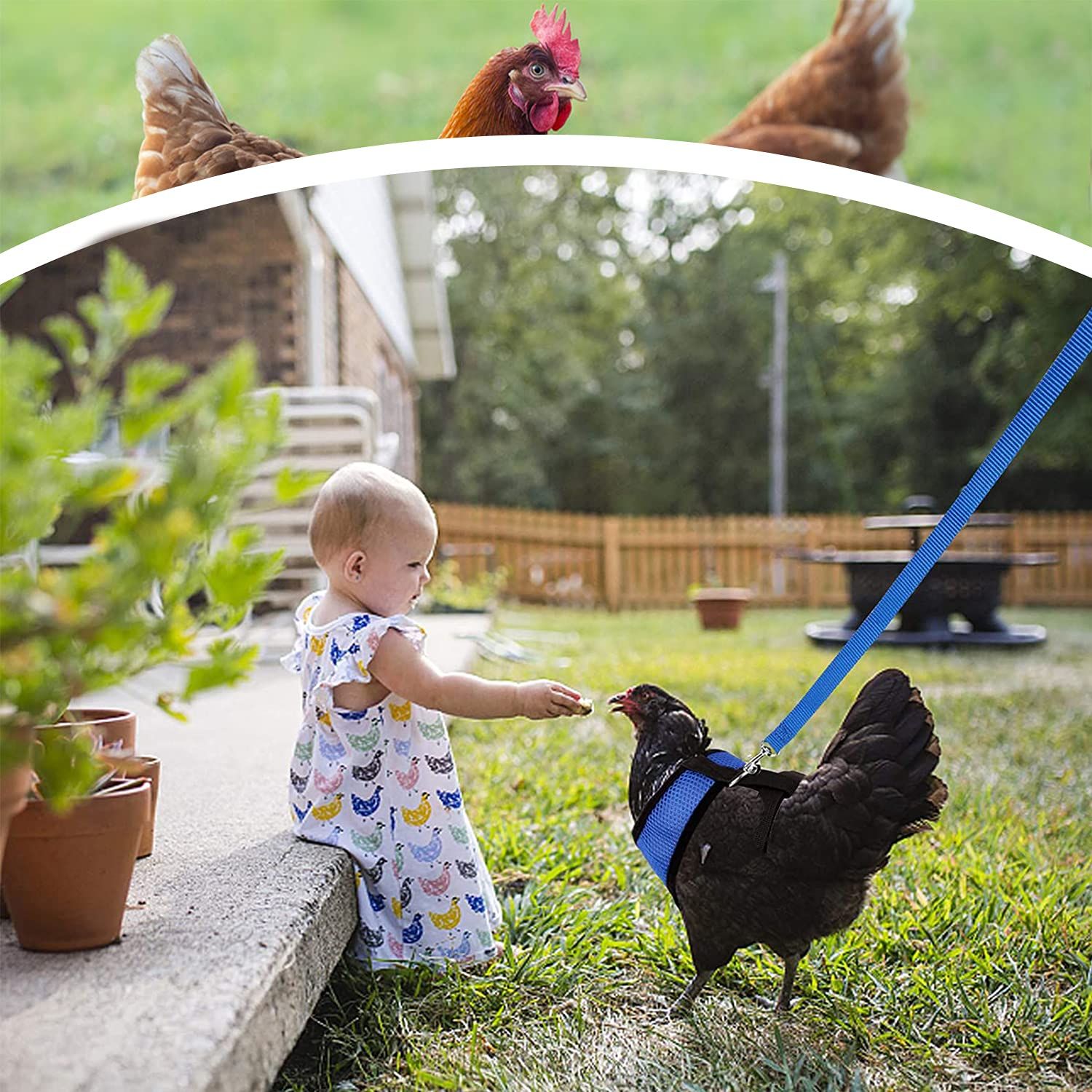 Chicken Harness and Leash view 5