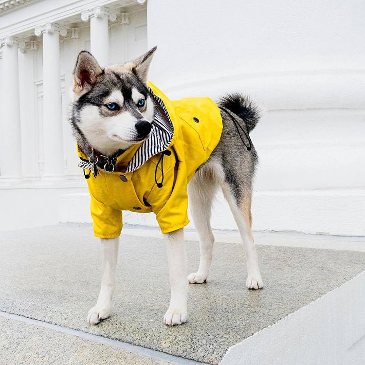 Raincoat with Reflective Buttons view 2
