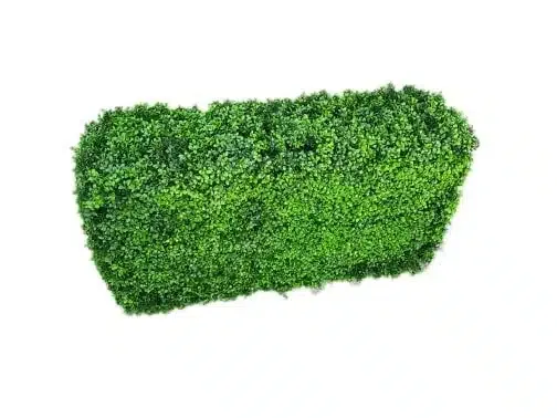 Luxury Deluxe Portable Buxus (Bright) UV Resistant 100cm Long x 50cm High x view 3