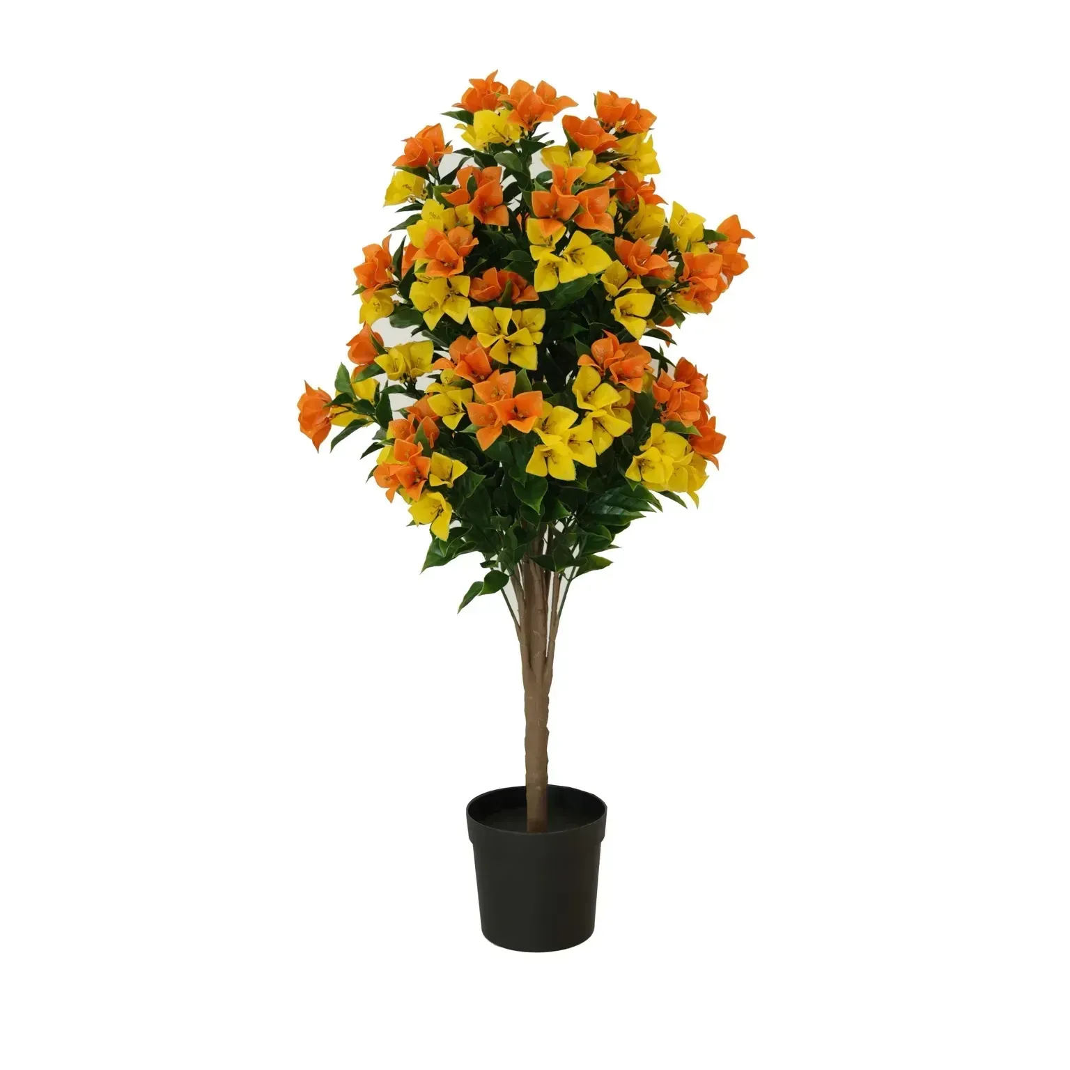 Flowering Yellow and Orange Bougainvillea Tree 90cm UV Resistant view 3