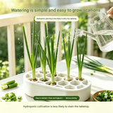 4-pack Black Hexagonal Hydroponic Regrowth Kit - 12*6*3cm PP Self-Watering view 8